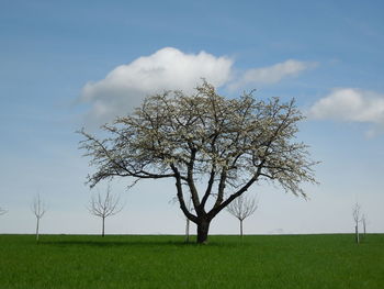 Trees on grassy field against sky