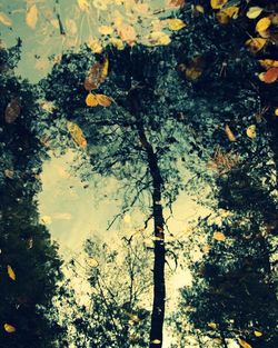 Reflection of trees in lake