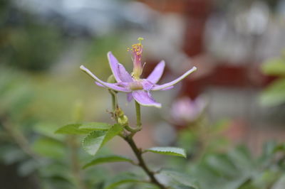 Close-up of insect on flower