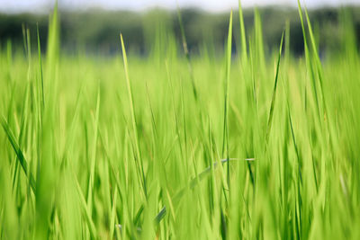 Close-up of crops growing on field