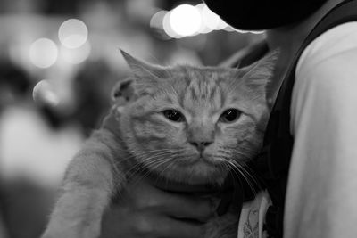 Close-up of cat looking away