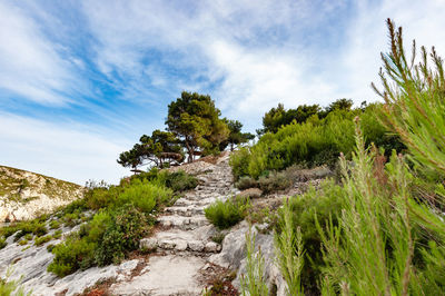 Plants growing on land against sky