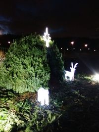 Illuminated plants against sky at night