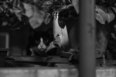 Portrait of cat sitting against trees