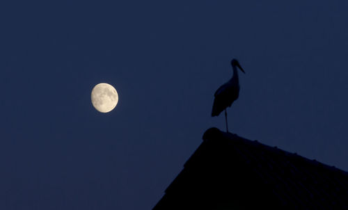 Low angle view of bird against clear sky at night