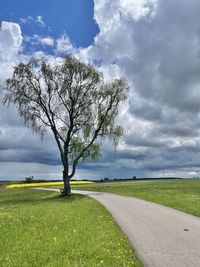 Tree on field by road against sky