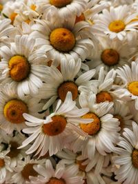 Full frame shot of white flowering plants