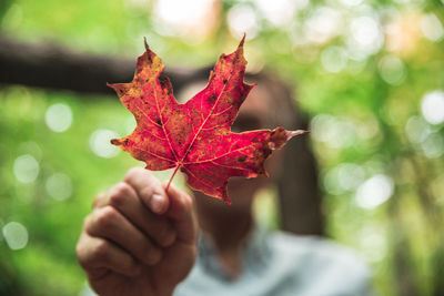 Close-up of red maple leaf