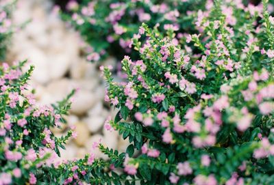 Close-up of pink flowering plants