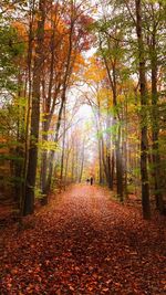 Road passing through forest