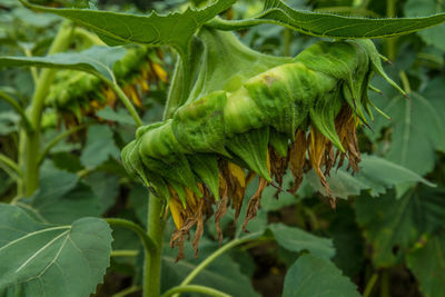 Close-up of fruit growing on plant