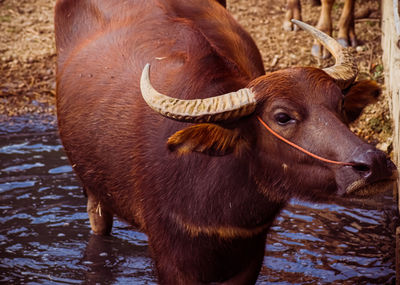 Close-up of buffalo