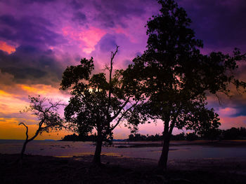 Silhouette tree on beach against sky during sunset