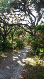 Footpath amidst trees