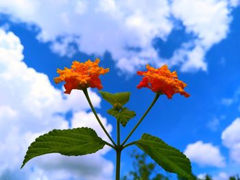 Low angle view of maple leaves on plant against sky