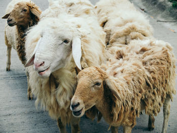 Sheep standing on footpath