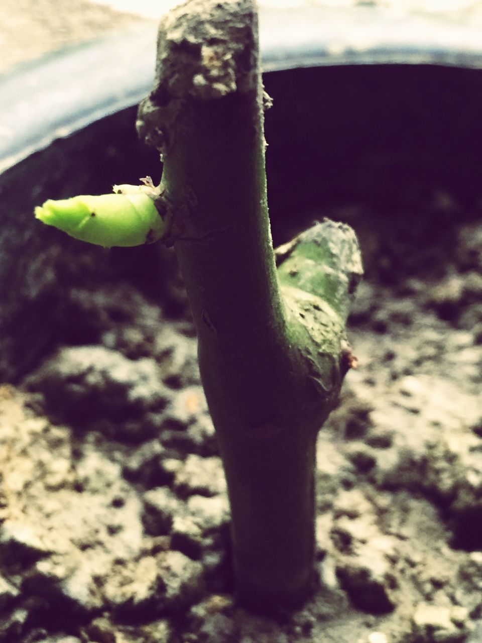 close-up, focus on foreground, green color, leaf, nature, growth, plant, day, sunlight, outdoors, no people, selective focus, tree trunk, rock - object, one animal, stem, green, wildlife, growing, field