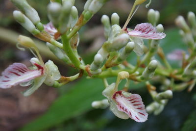 Close-up of pink flower buds