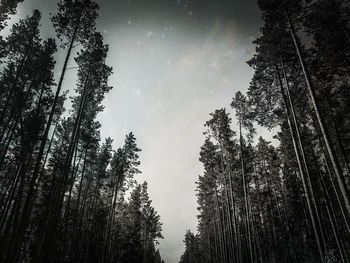 Low angle view of trees in forest against sky