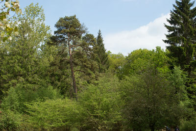 Trees in forest against sky