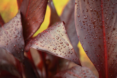 Close-up of raindrops on wet leaves
