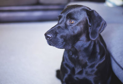 Close-up of black dog