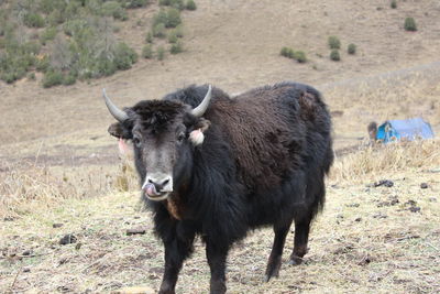 Portrait of sheep standing on field