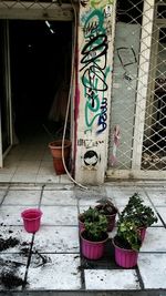 Potted plants against window