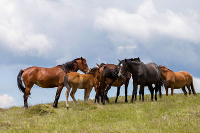 Horses standing on field against cloudy sky