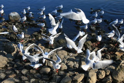 High angle view of seagulls on lake