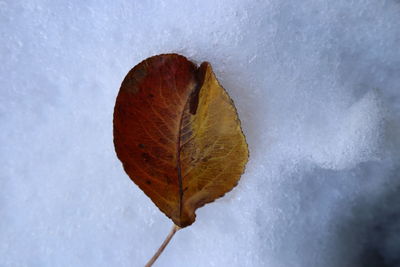 Close-up of dry maple leaf during winter