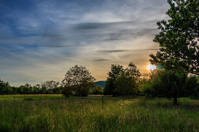 Scenic view of grassy field against sky