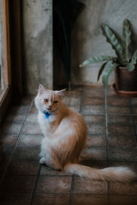 Portrait of cat sitting on tiled floor