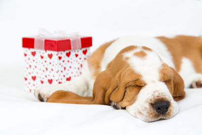 Close-up of dog sleeping by gift against white background