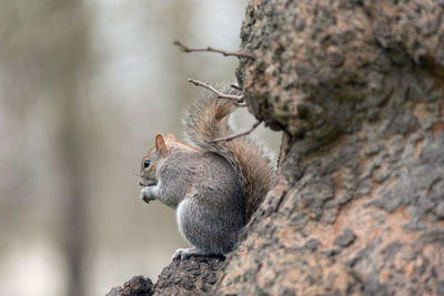 Squirrel on rock