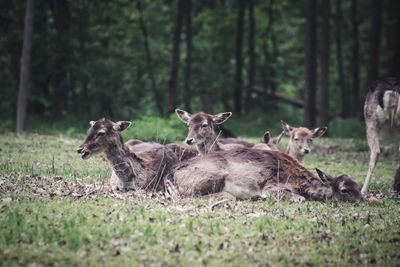 Deer in a forest