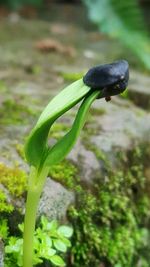 Close-up of plant growing outdoors