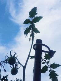 Low angle view of flowering plant against sky