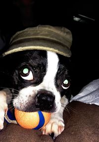 Close-up portrait of dog