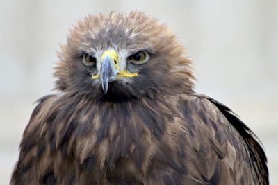 Close-up portrait of owl