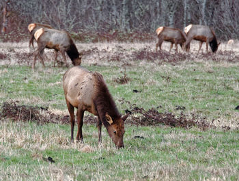 Sheep grazing on field