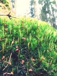 Close-up of plant growing on field