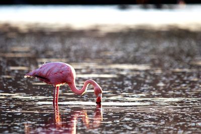 Flamingos hunting in river