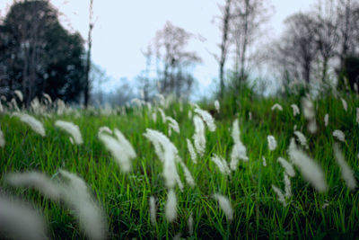 Trees growing on grassy field