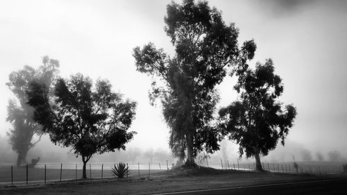 Trees against sky