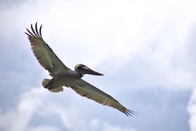Low angle view of pelican flying against sky
