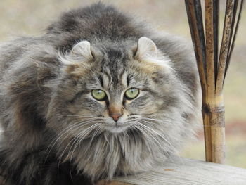 Close-up portrait of cat relaxing outdoors