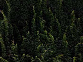 Full frame shot of pine trees
