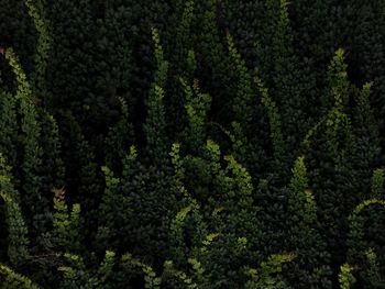 Full frame shot of trees in forest