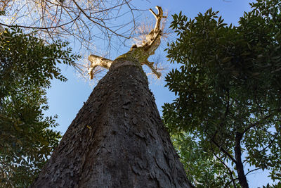 Low angle view of giraffe on tree against sky